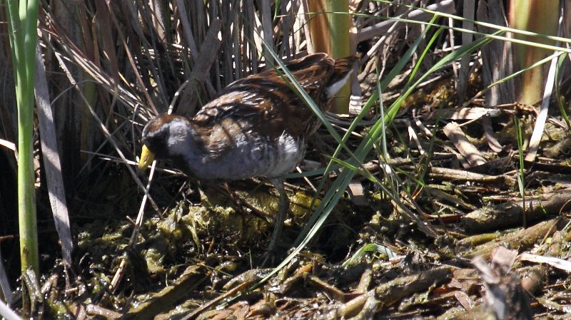 Sora High Island_2010_04_24_3909.JPG